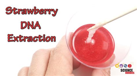 Strawberry Dna Extraction Explanation