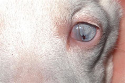 Microphthalmia in Dogs - What It Is, Causes, Symptoms and Treatment