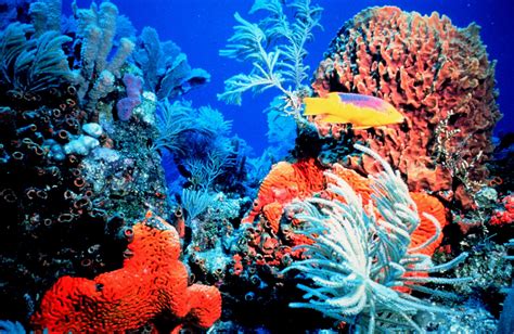 Can Lab Grown 'Super' Coral Rescue Our Rapidly Dwindling Reefs?