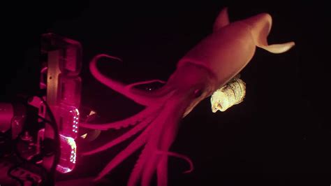 A bioluminescence expert catches jumbo squid on camera for Blue Planet ...