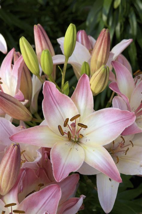 7 Lily Types to Grow in the Garden