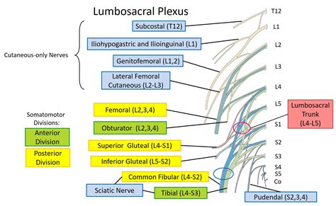 Sacral Plexus Mnemonic