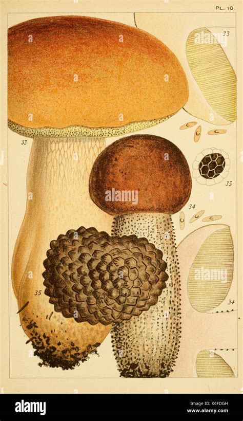 British edible fungi (8379430061 Stock Photo - Alamy