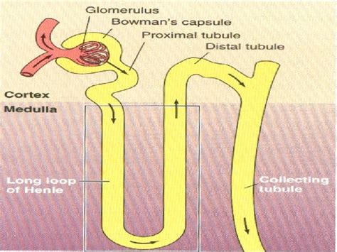 Counter Current system2 Before the vertical osmotic gradient