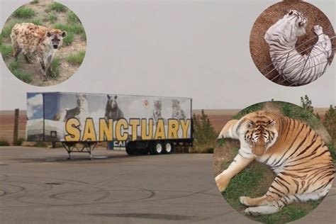 Take a Virtual Tour of Colorado’s Wild Animal Sanctuary