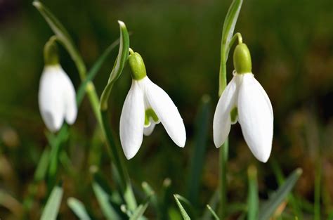 Free picture: snowdrop, flower, spring, plant, petal, garden