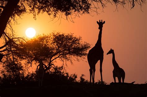 5 Reasons to Love Giraffes | Liquid Giraffe