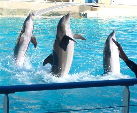 File:Dolphin-intelligence.jpg - Wikipedia