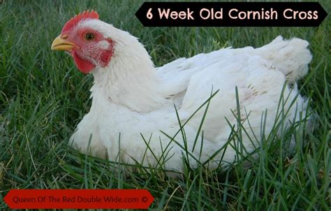 Raising Cornish Cross Chickens – Week 6 | Queen Of The Red Double Wide