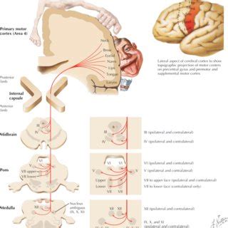 Upper Motor Neuron Diseases and Laryngeal Presentations