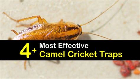 How to Trap Camel Crickets - Making Camel Cricket Traps