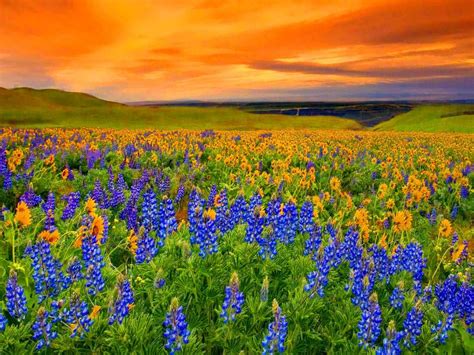 Meadow At Sunrise HD desktop wallpaper : Widescreen : High Definition ...