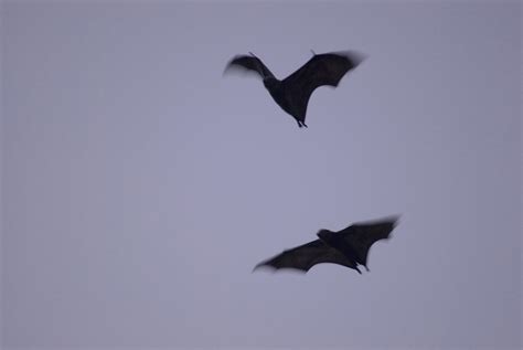 Image of two flying bats | CreepyHalloweenImages