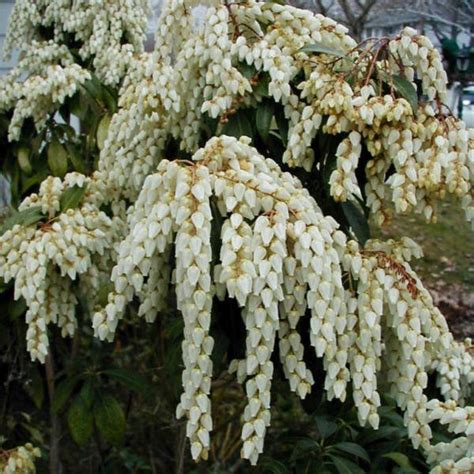 Buy Japanese pieris (Pieris Japonica) 50+ seeds online :: Seeds :: HobbySeeds Store