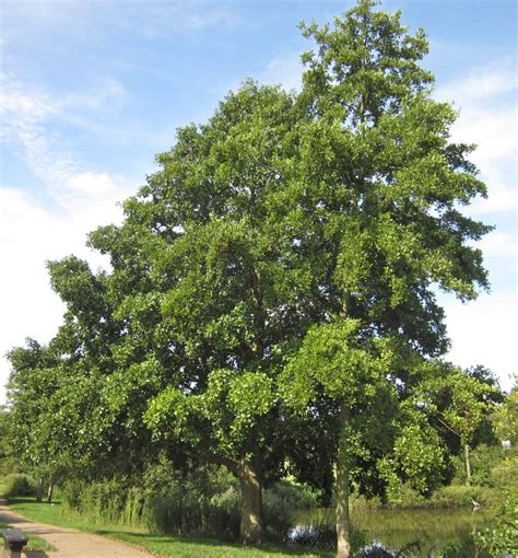 Alder - Tree Guide UK - Common Alder identification