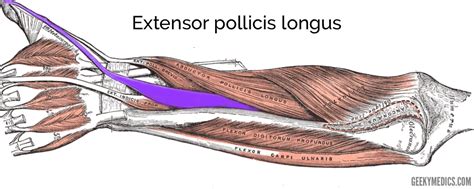 Muscles of the Posterior Forearm | Anatomy | Geeky Medics