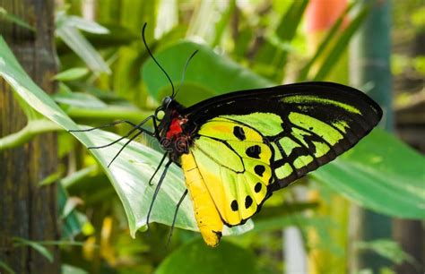 Goliath Birdwing Butterfly stock photo. Image of leaves - 5866602