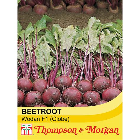 Beetroot 'Wodan' F1 Hybrid (Globe) seeds | Thompson & Morgan