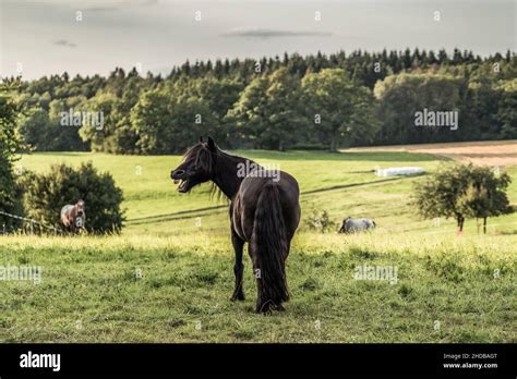 Dales Pony Westwick Raven Stock Photo - Alamy