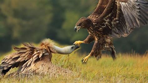 Vulture And Eagle Fight