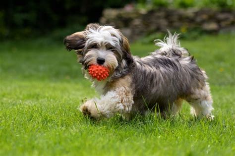 19+ Curly Haired Havanese - ZohaibRennon