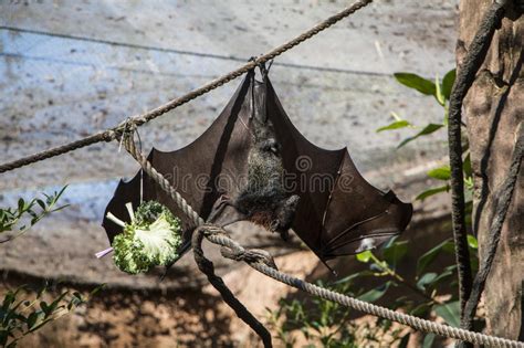 Rodrigues Fruit Bat Portrait Stock Image - Image of endangered, fruit ...