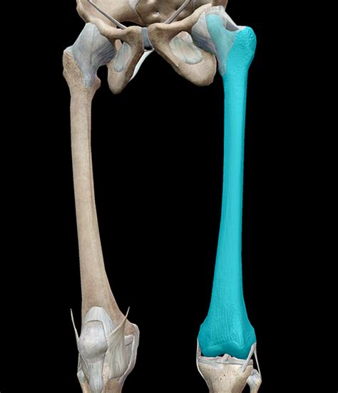 3D Skeletal System: 5 Cool Facts about the Femur