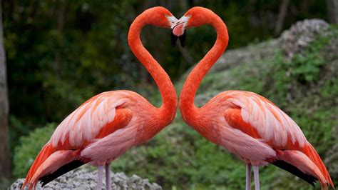 Pink flamingos with heart shaped necks, Miami, Florida, USA | Windows Spotlight Images