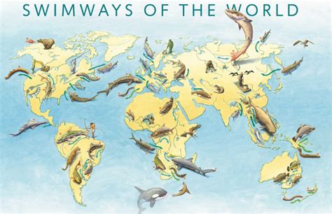 How can you help migratory fish? Think global, act local. – World Fish Migration Foundation