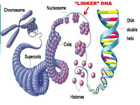 Chromatin and Chromosomes - ppt download