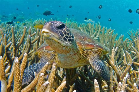 Great Barrier Reef Turtle 4k Wallpapers Hd Wallpapers - vrogue.co
