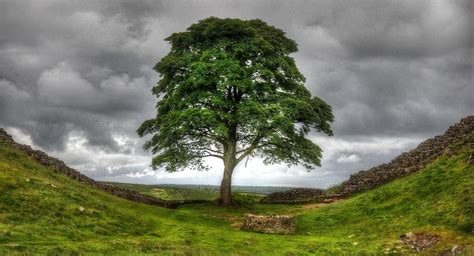 sycamore-gap-2 Sycamore Gap, Sycamore Tree, Atlas, Northumberland National Park, Magical Tree ...