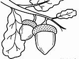 Acorn Coloring Template Coloring Pages sketch template
