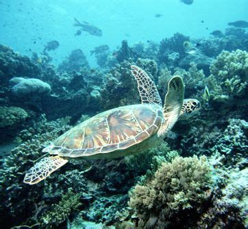 Biggest Ever Sea Turtle Weighing 200 kg. and a Century Old Found Near Leyte