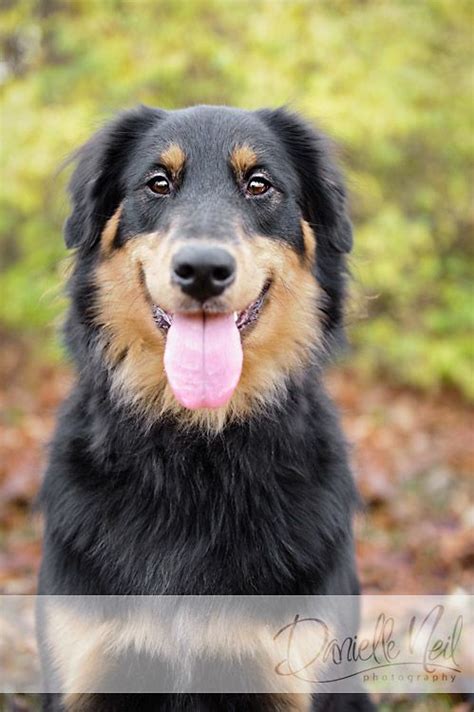 Rottweiler Border Collie Mix fall portrait | Power/Spirit Animals | Pinterest | Dogs, Rottweiler ...