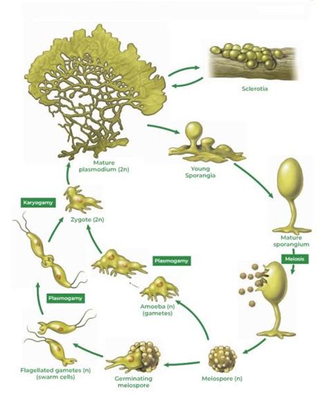 Slime Moulds - Definition, Classification, Life Cycle, Examples & FAQs