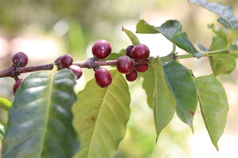 Coffee Plant Care - How to Grow Coffe Arabica Indoors - Plantopedia