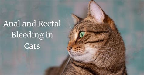 Cat impacted anal glands symptoms – Telegraph