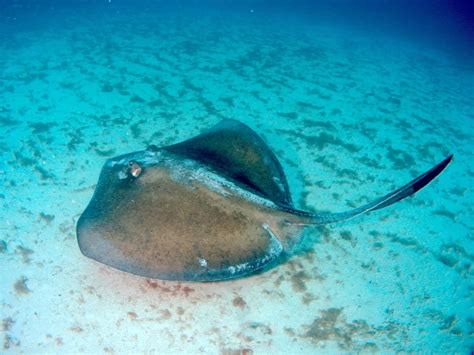 Southern stingray - Facts, Diet, Habitat & Pictures on Animalia.bio