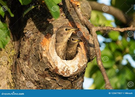 Common starling stock image. Image of chick, germany - 123677827