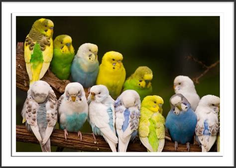 Budgies are Awesome: Picture Intermezzo: resting budgerigars