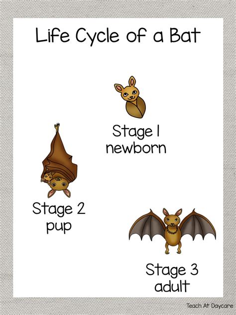 Life Cycle of a Bat Science Curriculum Unit. | Made By Teachers