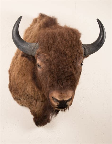 Buffalo Head Mount