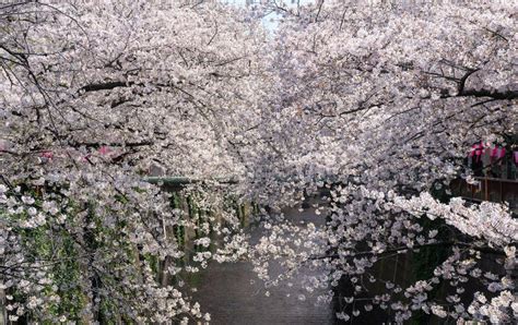 Cherry Blossom Tree Tunnel in Full Bloom on River Background Stock Image - Image of flower, pink ...