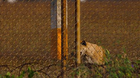 Dog behind a metal fence 37752524 Stock Video at Vecteezy