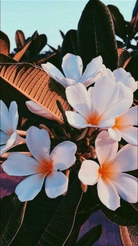 Wallpaper Iphone Aesthetic Wallpaper Iphone Pictures Of Flowers