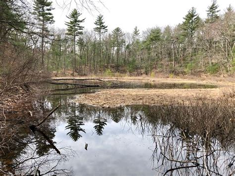 Walden Pond State Reservation (Concord): UPDATED 2020 All You Need to Know Before You Go (with ...