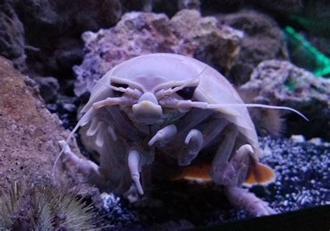 20 Facts About Isopod - Facts.net