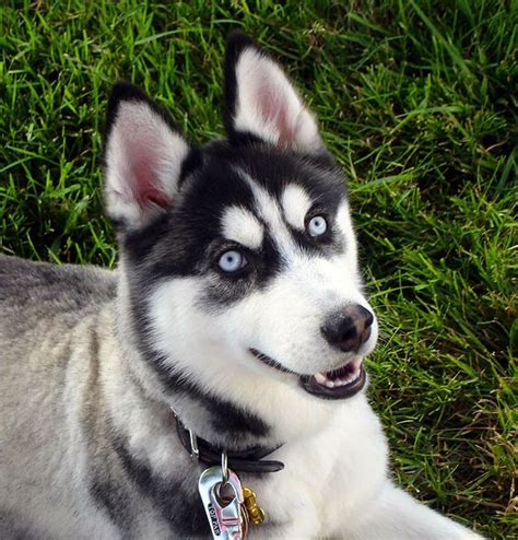 We have a pure white one, but my hubby wants this one. | Perro husky siberiano, Razas de perros ...