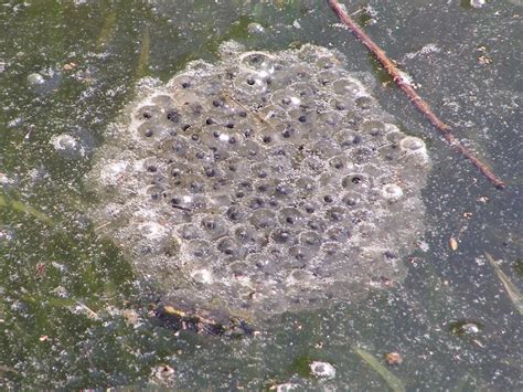 Blue Jay Barrens: Wood Frog Eggs Hatching